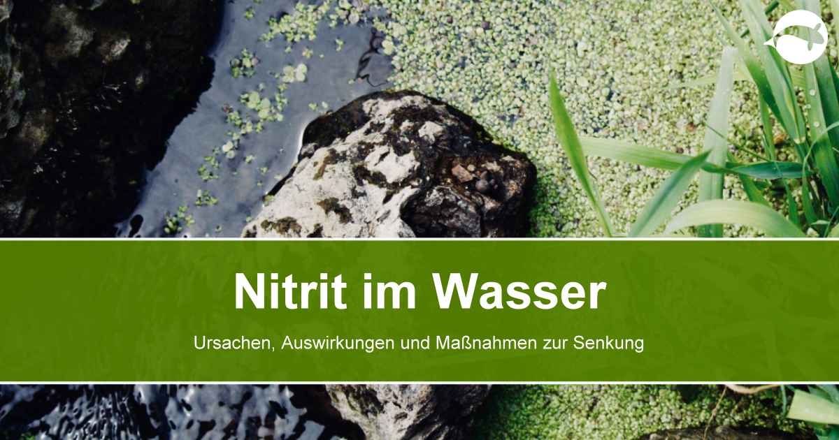 Nitrit im Wasser sicher senken und Tipps zur Vorbeugung