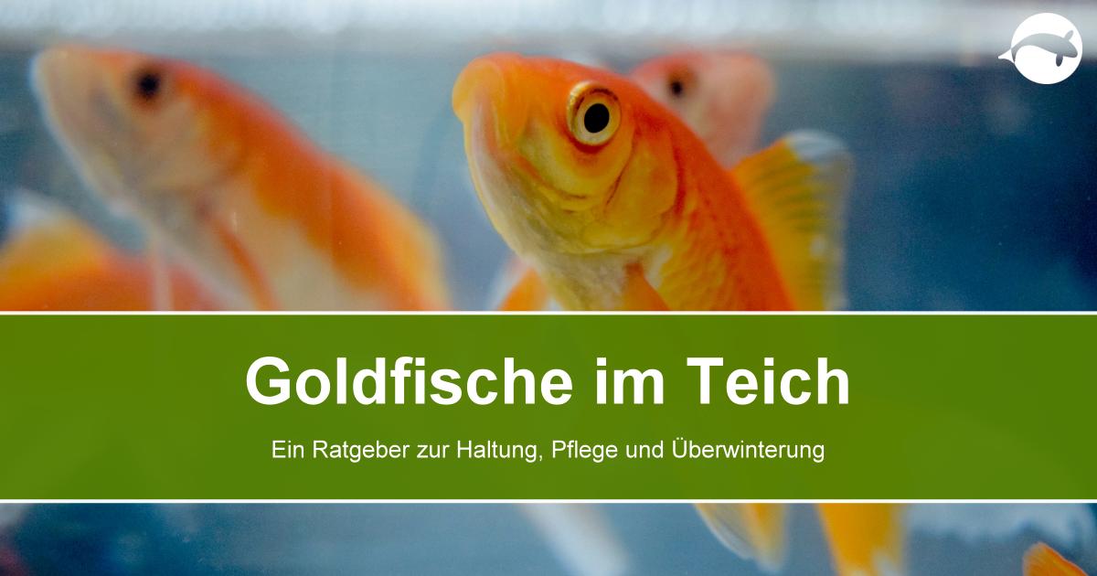 Goldfische im Teich Haltung, Pflege und Überwinterung